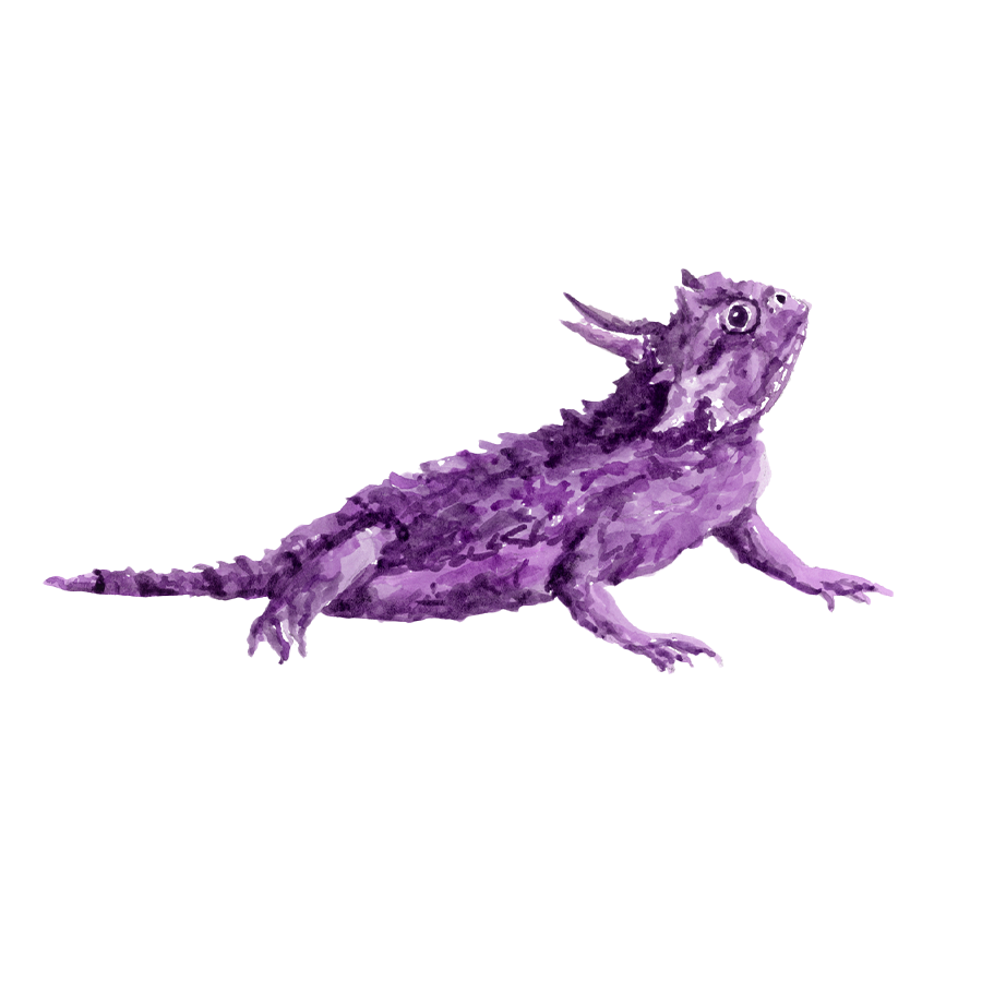 Horned Frog Magnet SB x TP