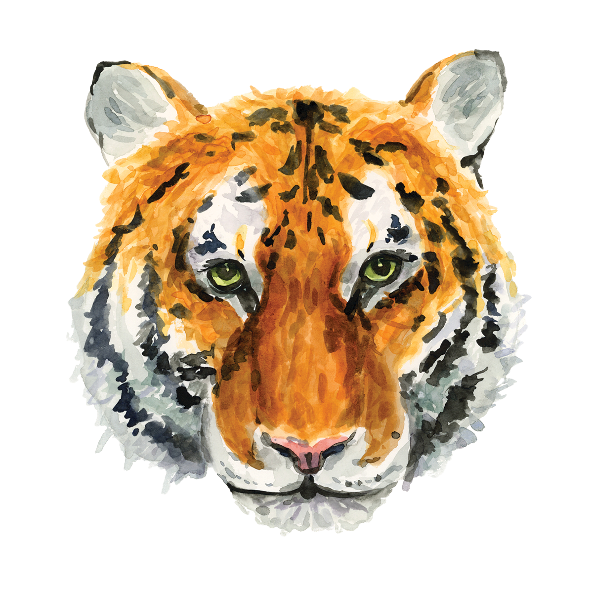 Tiger Magnet SB x TP